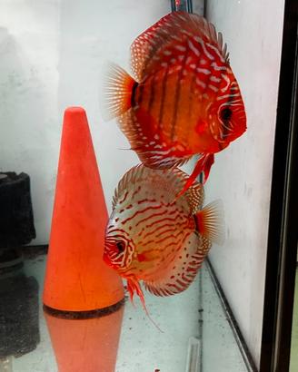 Coppie riproduttive Discus