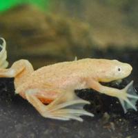 RANA ACQUATICA NANA Hymenochirus gold e ancestrale