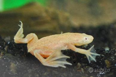 RANA ACQUATICA NANA Hymenochirus gold e ancestrale