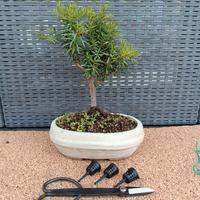 Bonsai tasso + forbice + contenitori concime