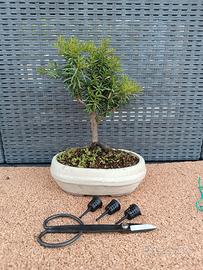 Bonsai tasso + forbice + contenitori concime