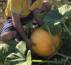 Zucca per Halloween