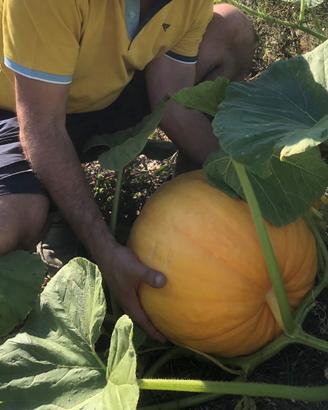 Zucca per Halloween