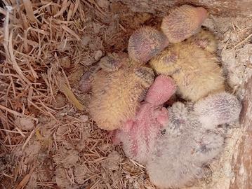 pulli di inseparabili roseicollis 