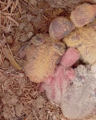 pulli di inseparabili roseicollis 