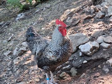 Galli hamrock