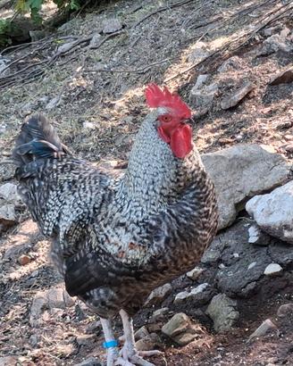 Galli hamrock