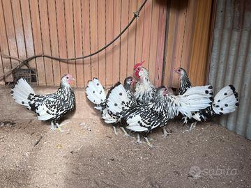 Gallo 4 galline Amburgo argento pagliettato nero