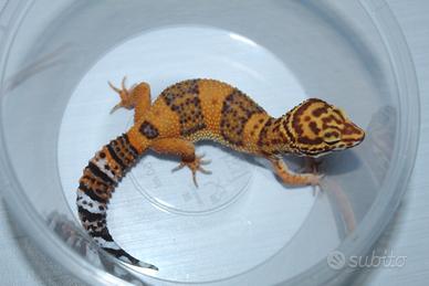 Geco leopardino