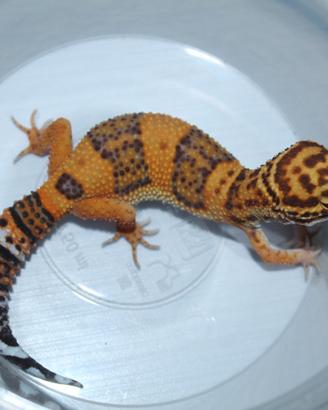 Geco leopardino