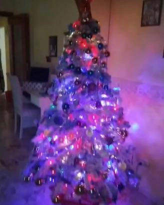Albero