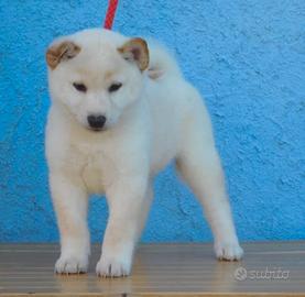 Stupendo maschietto Shiba