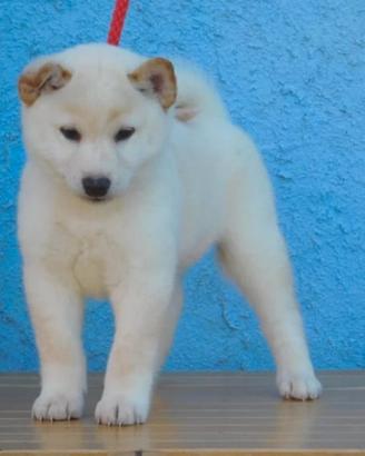 Stupendo maschietto Shiba