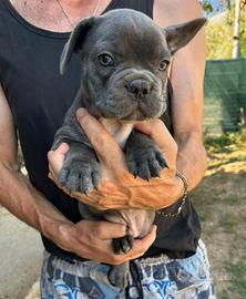Maschietto bulldog francese blu