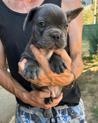 Maschietto bulldog francese blu