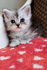 Dolce cucciolo di persiani normotipo MASCHIO