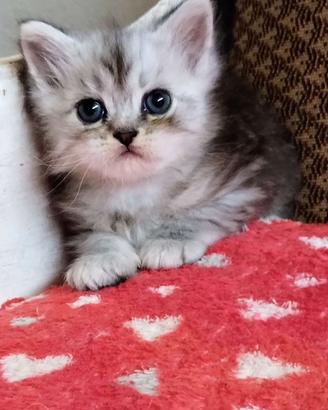 Dolce cucciolo di persiani normotipo MASCHIO