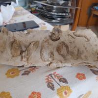 Roccia calcarea con fossili marini