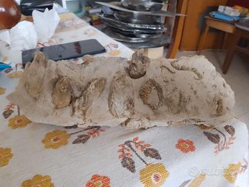 Roccia calcarea con fossili marini