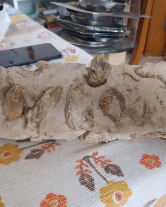 Roccia calcarea con fossili marini