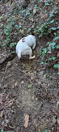 Bracco pointer