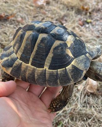 Testudo Hermanni 10 anni con cites C