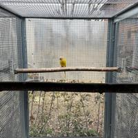 Parrocchetto testa di prugna, F, diluita, 2022