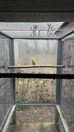 Parrocchetto testa di prugna, F, diluita, 2022