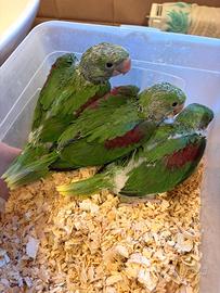 Pulli grande alessandrino