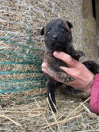 Cuccioli pastore olandese