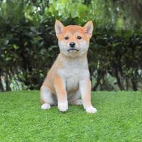 Cucciola di Shiba Inu disponibile