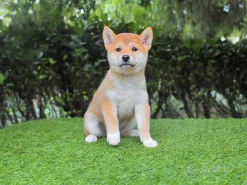 Cucciola di Shiba Inu disponibile