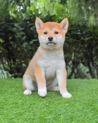 Cucciola di Shiba Inu disponibile