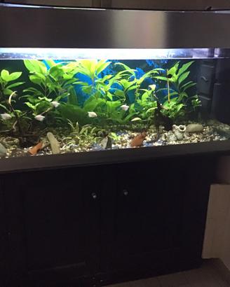 Acquario