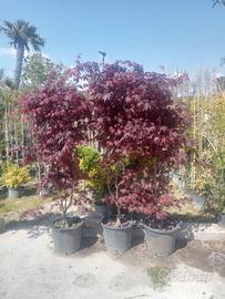 Acero Rosso 