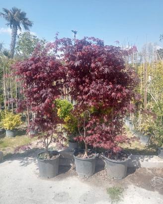 Acero Rosso 