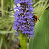 Pontederia cordata