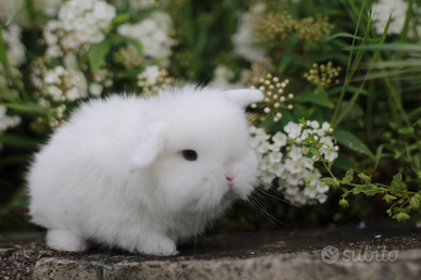Cucciole di coniglio minilop ariete nano