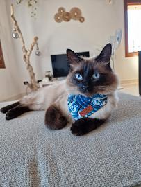Gatto siamese