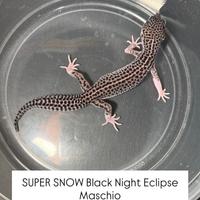 Geco leopardino - Super Snow Black Night Eclipse