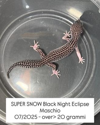Geco leopardino - Super Snow Black Night Eclipse