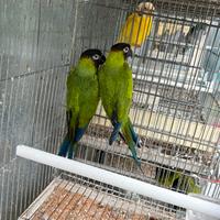 Conuri testa nera maschi adulti