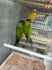 Conuri testa nera maschi adulti