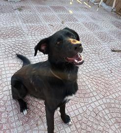 Mix flat coated retriever nero giovane