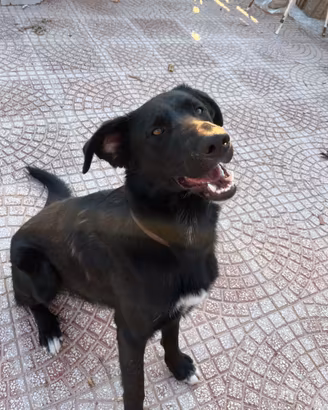 Mix flat coated retriever nero giovane