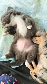 Cuccioli chihuahua Toy
