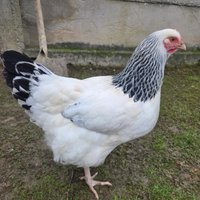 Galline