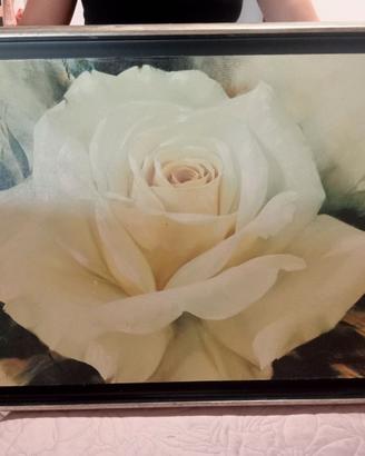 Quadro rosa bianca 
