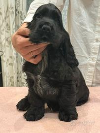 Cucciolo di cocker Spaniel