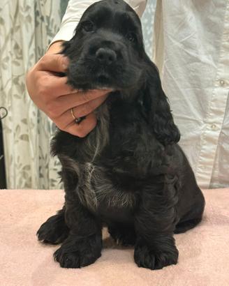 Cucciolo di cocker Spaniel